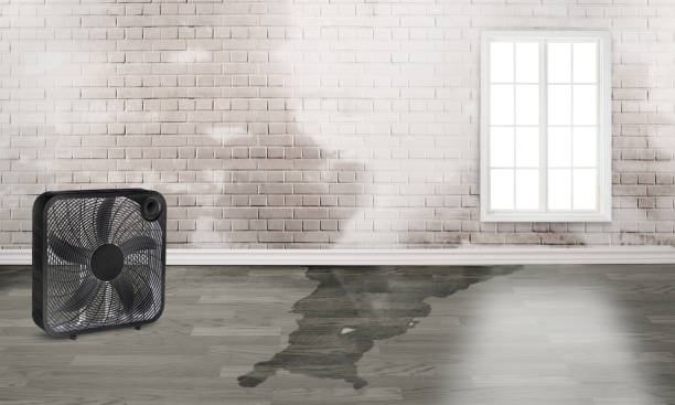 Best Local water damage restoration  in Pine Bush, NY